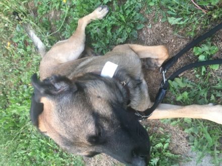 Hallo ich bin Kjartan ein Mali Mix und werde im