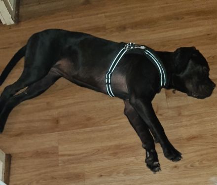 Wir müssen leider unsere Ria weg geben, aus