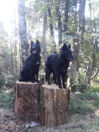 Die Welpen sind am 14.12.2022 geboren. Es sind auch