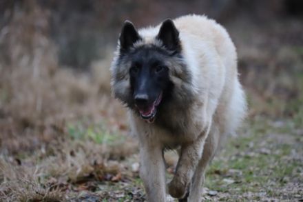 Die Welpen sind am 14.12.2022 geboren. Es sind auch