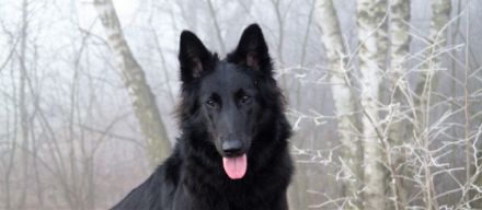 Die Welpen sind am 14.12.2022 geboren. Es sind auch