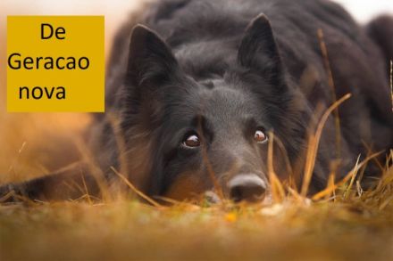 de Geracao nova