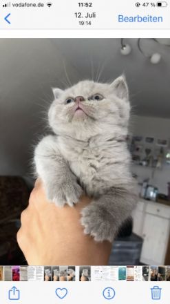 Ich biete eine Britisch Kurzhaar Katze mit besonderer
