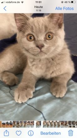 Ich biete eine Britisch Kurzhaar Katze mit besonderer