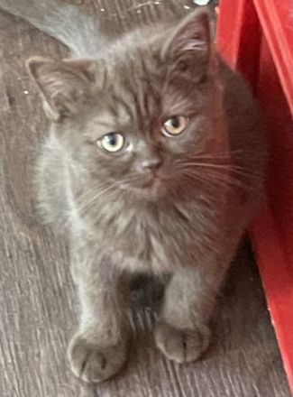 Hallo, Wir suchen ein liebevolles Plätzchen zum