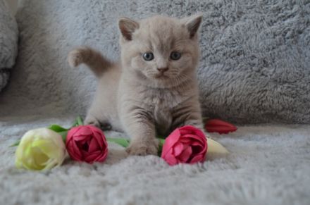 Unsere Katze Luna hat am 06.07.2022 4 gesunde Kitten in