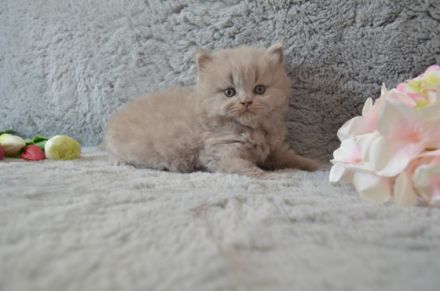 Unsere Katze Luna hat am 06.07.2022 4 gesunde Kitten in