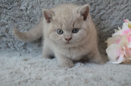 Unsere Katze Luna hat am 06.07.2022 4 gesunde Kitten in