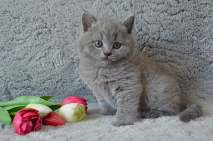 Unsere Katze Luna hat am 06.07.2022 4 gesunde Kitten in