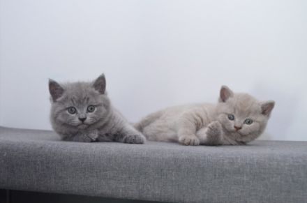 Unsere Katze Luna hat am 06.07.2022 4 gesunde Kitten in