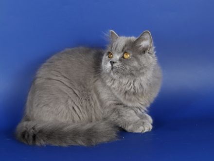 Kätzchen suchen ein liebevolles, schönes und nettes