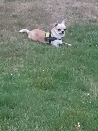 Murffy, Kleiner reinrassiger rüde knapp 1 Jahr alt