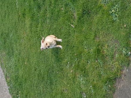 Murffy, Kleiner reinrassiger rüde knapp 1 Jahr alt