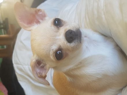 Murffy, Kleiner reinrassiger rüde knapp 1 Jahr alt