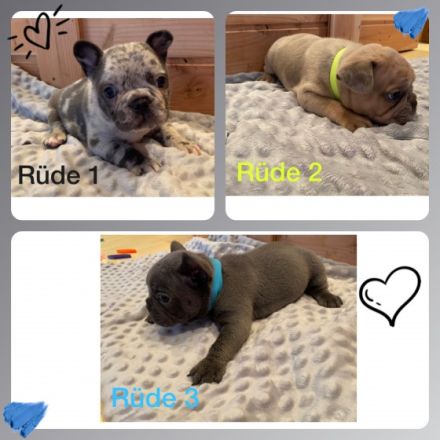 Hallo ihr Lieben, Wir haben Welpen in wunderschöner