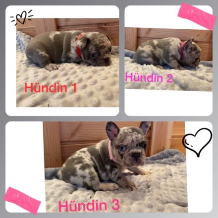 Hallo ihr Lieben, Wir haben Welpen in wunderschöner
