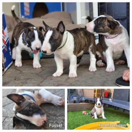 Achtung: aktuell sucht Fred Feuerstein noch! Am 07.07