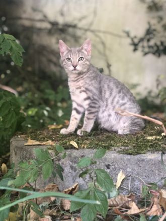 Wir sind auf der Suche nach einem neuen zu Hause für