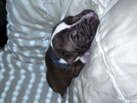 Wurf vom 13.08.2022 / 3 Weibchen + 4 Rüden Am 13.07.22