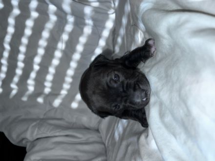 Wurf vom 13.08.2022 / 3 Weibchen + 4 Rüden Am 13.07.22