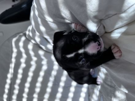 Wurf vom 13.08.2022 / 3 Weibchen + 4 Rüden Am 13.07.22