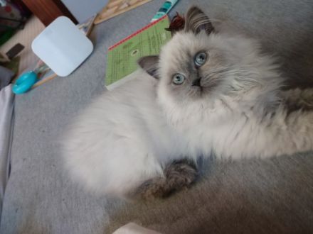 Hallo Katzenliebhaber, wir haben Nachwuchs. Die Kitten