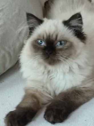 Hallo Katzenliebhaber, wir haben Nachwuchs. Die Kitten