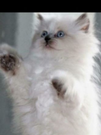 Hallo Katzenliebhaber, wir haben Nachwuchs. Die Kitten