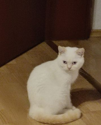 Hallo Katzenliebhaber, wir haben Nachwuchs. Die Kitten