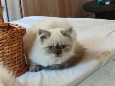 Hallo Katzenliebhaber, wir haben Nachwuchs. Die Kitten