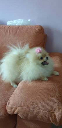 Wir sind ein kleiner Züchter von Zwergspitz. Wir haben