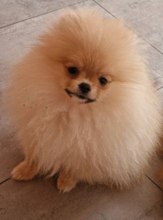 Wir sind ein kleiner Züchter von Zwergspitz. Wir haben