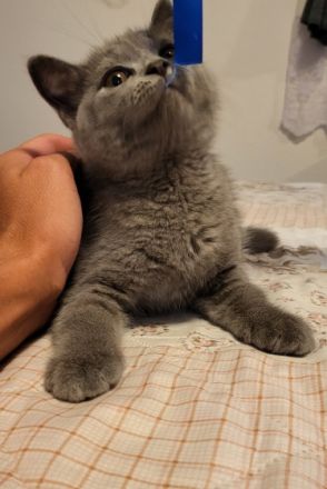 Unsere BKH Katze Kitty hat am 30.04.2022, 4 Babys an