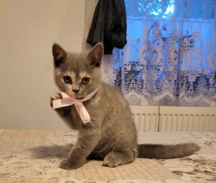 Unsere BKH Katze Kitty hat am 30.04.2022, 4 Babys an