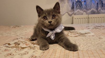 Unsere BKH Katze Kitty hat am 30.04.2022, 4 Babys an