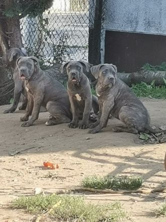 Aus unserem Wurf haben wir noch 6 kleine Welpen