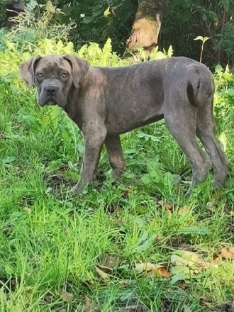 Aus unserem Wurf haben wir noch 6 kleine Welpen