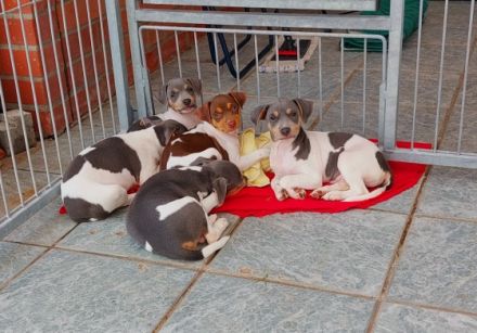 Traumhafte und äußerst vielversprechende Brasilianische