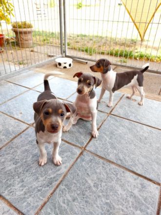 Traumhafte und äußerst vielversprechende Brasilianische