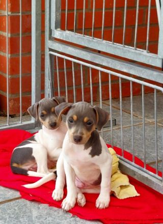 Traumhafte und äußerst vielversprechende Brasilianische