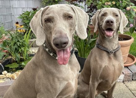 Ich freue mich, dass meine hübsche, silbergraue