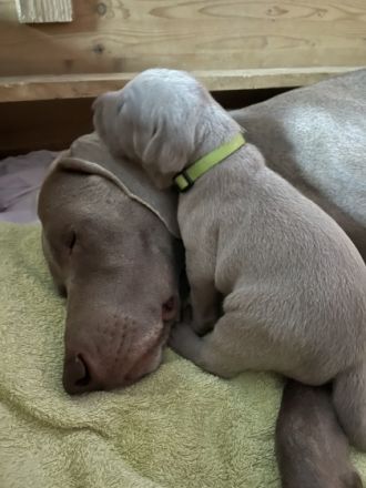 Ich freue mich, dass meine hübsche, silbergraue