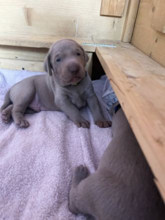 Ich freue mich, dass meine hübsche, silbergraue