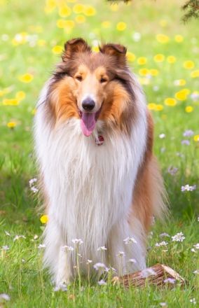 Fairytales Our Favorite "Baily"