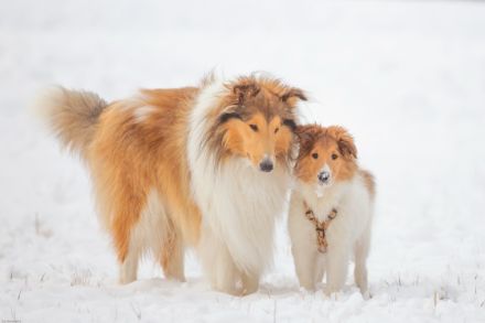 Fairytales Our Favorite "Baily"