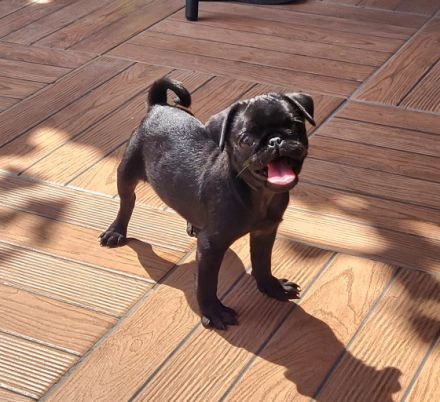 Unsere 2 reinrassige Mops Welpen sind am 26.05.22 , 30