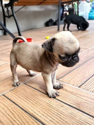 Unsere 2 reinrassige Mops Welpen sind am 26.05.22 , 30