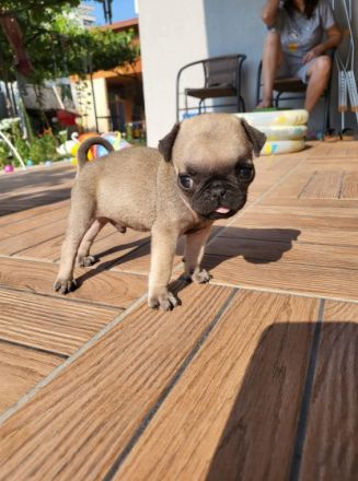 Unsere 2 reinrassige Mops Welpen sind am 26.05.22 , 30