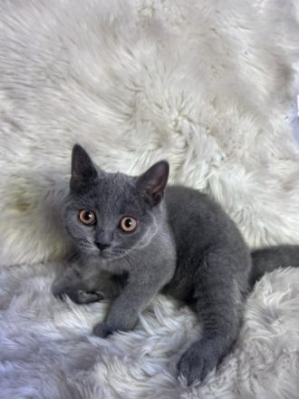 BKH kitten ab sofort Abgabebereit! Meine liebe Katzen