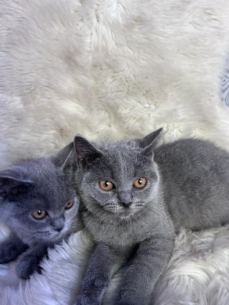 BKH kitten ab sofort Abgabebereit! Meine liebe Katzen